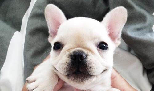 泰迪幼犬狗糧哪個牌子好