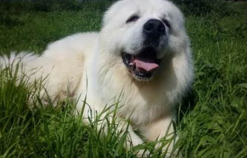 大白熊犬身體發抖是啥原因