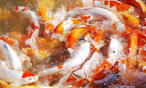 養(yǎng)錦鯉魚需要加鹽嗎