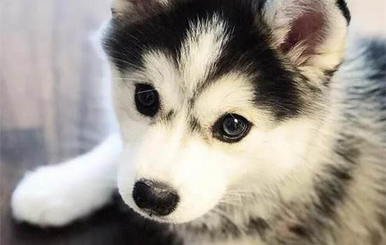 犬瘟早期多久過危險期