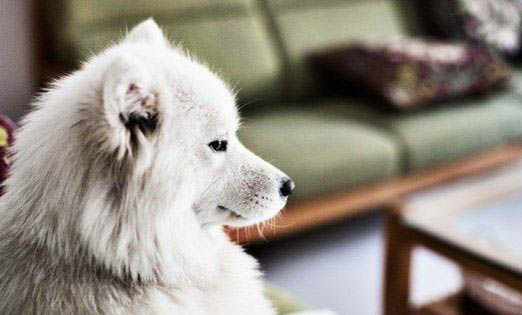 為什么狗狗拉血?