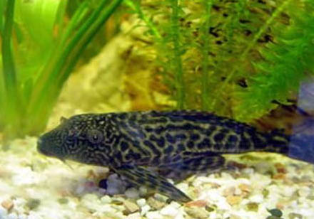 清道夫就吃魚屎嗎？