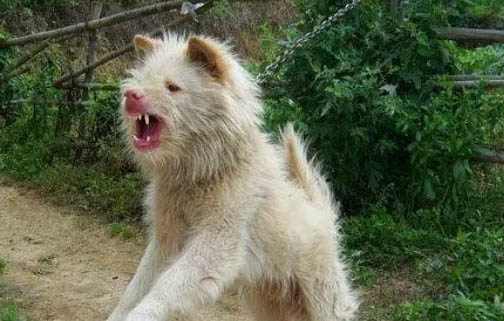 從江犬和下司犬哪個好