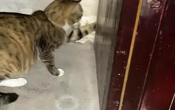 治療貓癬的藥膏