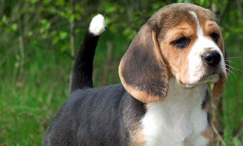 附近哪里有賣比格犬