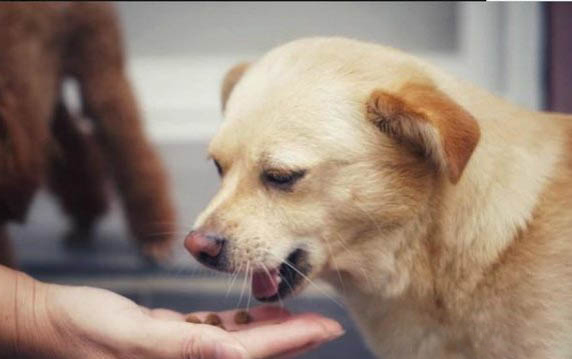 狗能吃小番茄嗎為什么會吐