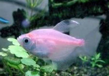 夏季釣魚釣深水好還是釣淺水好
