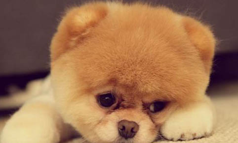 博美犬吐黃水怎么處理