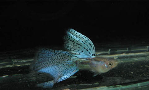 孔雀魚多大可以合缸