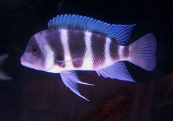 短鼻六間魚多少錢