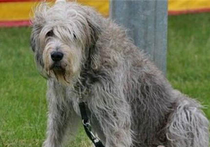 伊比贊獵犬的外貌特征性格