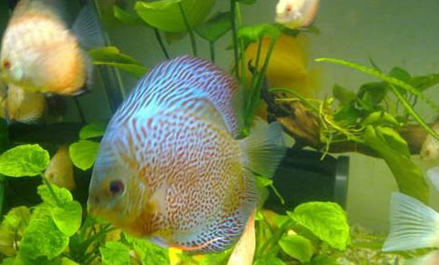 觀賞魚拒食的原因及處理方法
