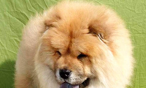 松獅犬有什么優缺點？
