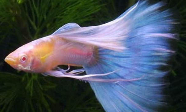 孔雀魚生產要多久