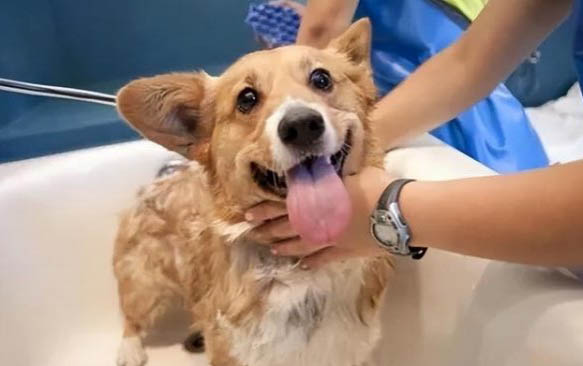懷孕狗吃生雞蛋