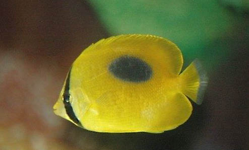 紅色斑馬魚能活多久