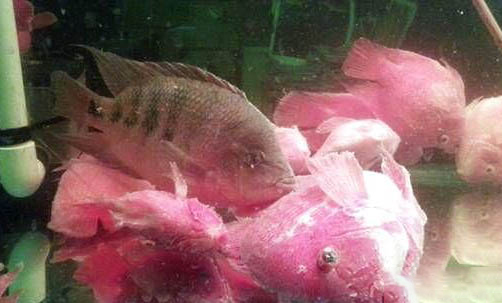孔雀魚多久換水一次