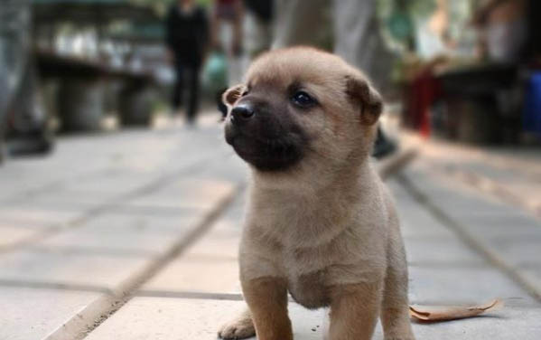 狗狗吃芒果會中毒嗎