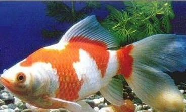 草種金魚飼養(yǎng)方法
