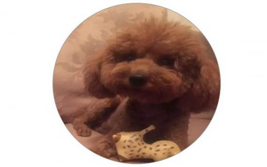 狗狗換牙期不吃狗糧