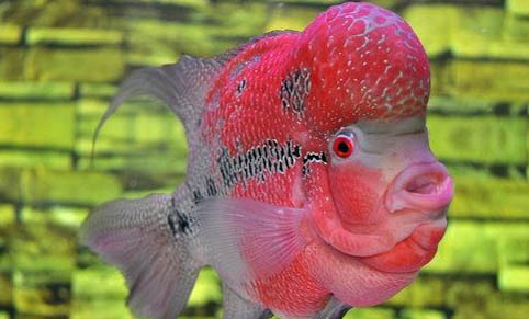 1米2魚(yú)缸要多久換一次水