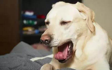 怎么讓狗狗在固定地方拉屎?