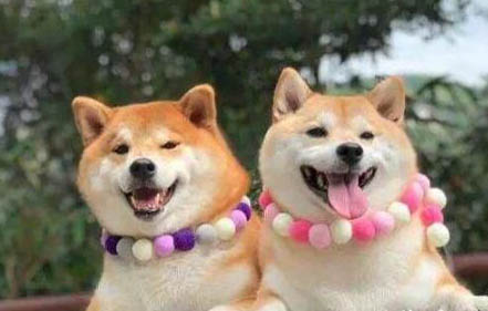 三門峽哪里有賣柴犬