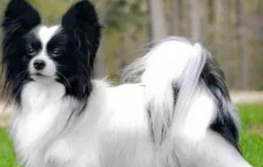 如何訓練蝴蝶犬不隨地大小便