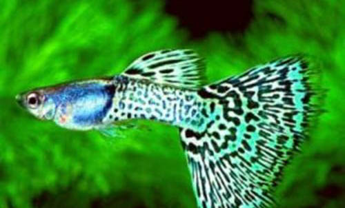孔雀魚(yú)懷孕多久要單養(yǎng)啊