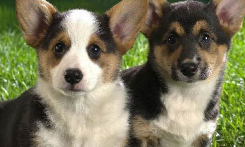 犬瘟細小怎么治療