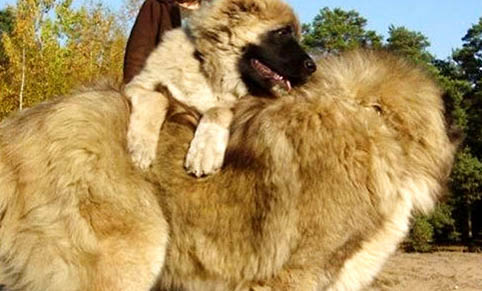 犬瘟潛伏期多久
