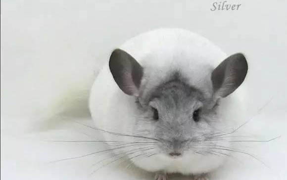 龍貓幼崽飼養(yǎng)注意事項
