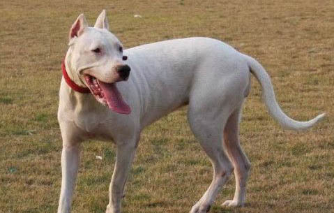 杜高和比特犬哪個厲害