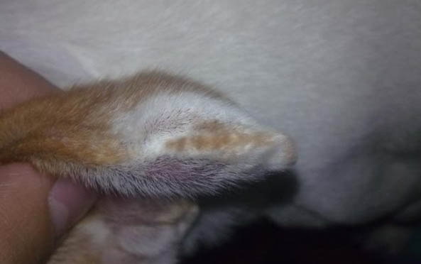 為什么有些狗喜歡后腿趴著睡