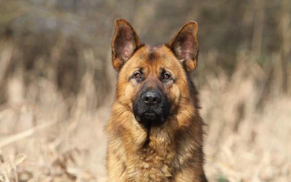 格力犬價格多少錢一只