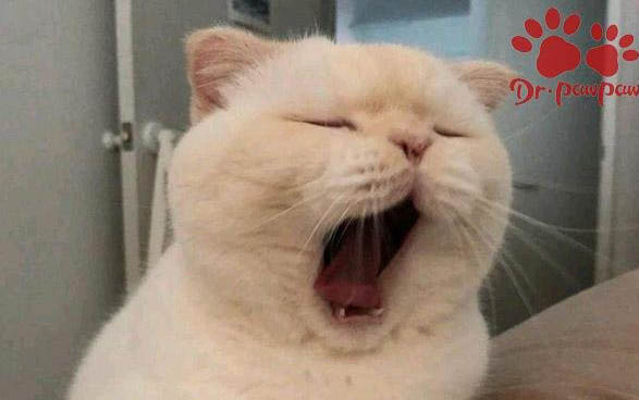一個月的貓咪應該吃什么