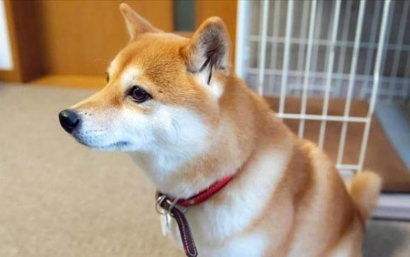 狗狗5個月打疫苗遲嗎