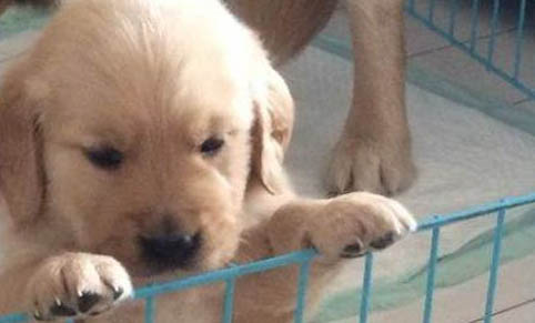 蘇牧幼犬怎么分辨純種