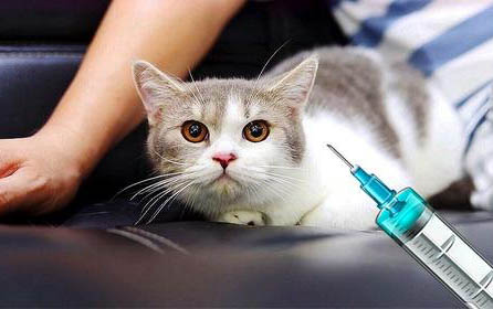 貓咪可不可以吃獼猴桃
