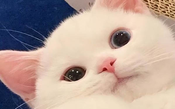 小貓出生多久可以碰?