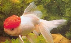 金魚大肚子咋回事
