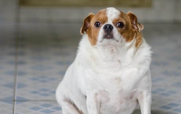 狗感冒可能驗(yàn)出犬瘟嗎