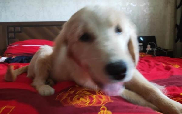 40天狗狗拉稀怎么辦