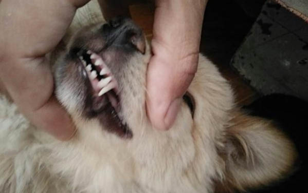 格力犬如何訓練收腰快