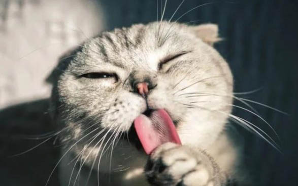 十個月的母貓能懷孕嗎
