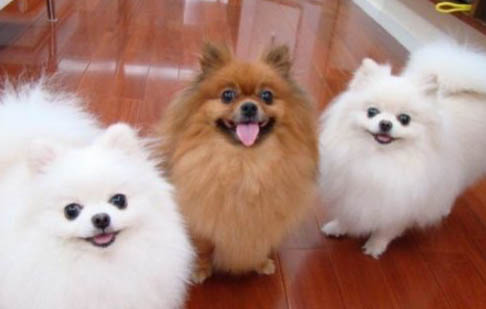 博美犬有狂犬病毒能活多久