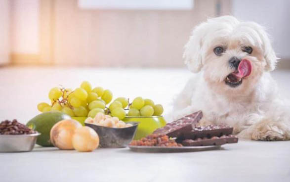 犬瘟一般情況下多久會病發