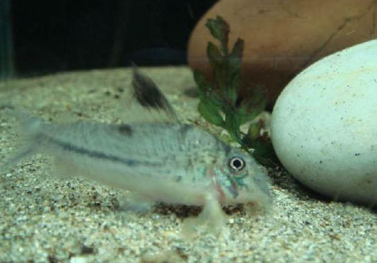 熊貓鼠魚好養嗎