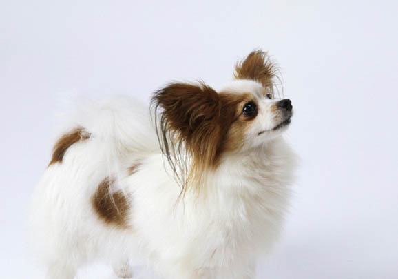 純種蝴蝶犬多少錢一只