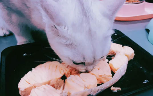 金魚要幾天不吃食